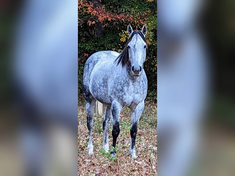 American Quarter Horse Wałach 11 lat 152 cm Siwa jabłkowita in Spencer, tn