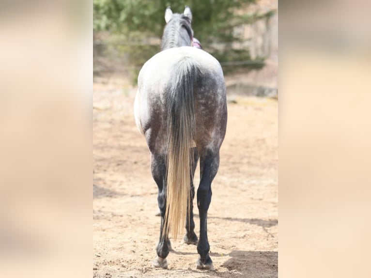 American Quarter Horse Wałach 11 lat 152 cm Siwa in Navarino WI