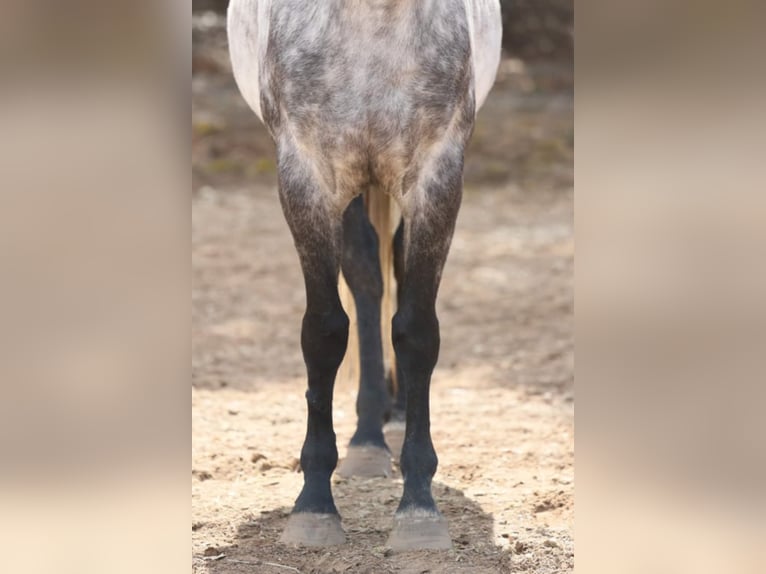 American Quarter Horse Wałach 11 lat 152 cm Siwa in Navarino WI