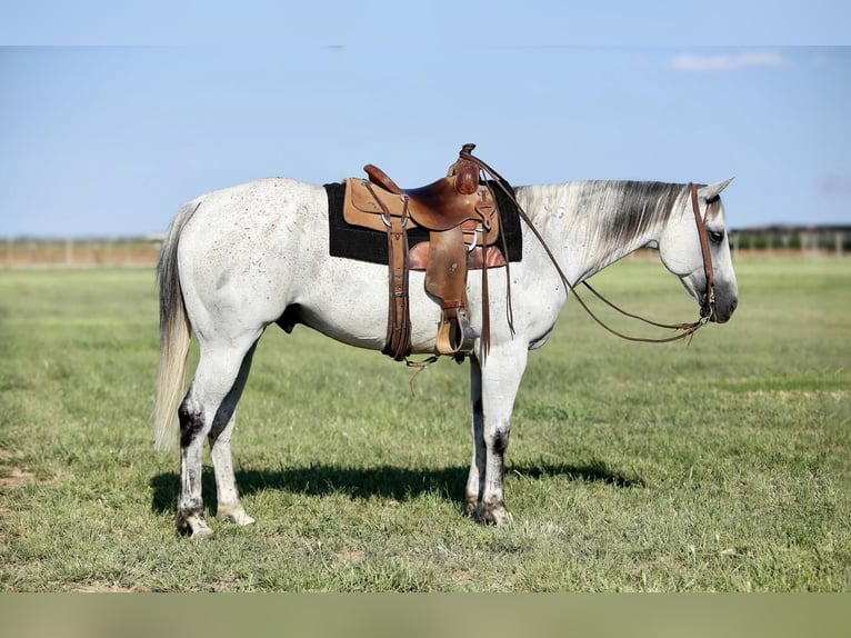 American Quarter Horse Wałach 11 lat 152 cm Siwa in Amarillo, TX