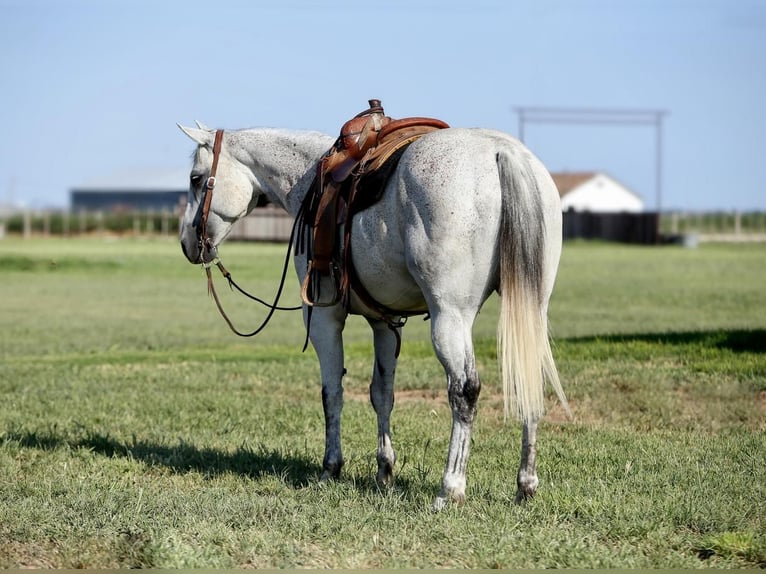 American Quarter Horse Wałach 11 lat 152 cm Siwa in Amarillo, TX