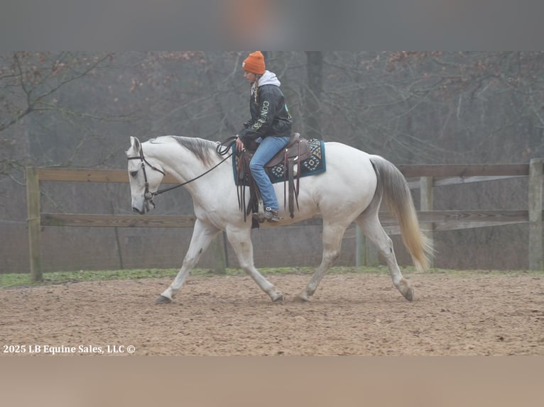 American Quarter Horse Wałach 11 lat 152 cm Siwa in Terrell, TX