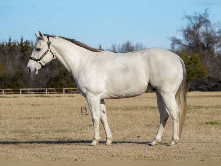 American Quarter Horse Wałach 11 lat 152 cm Siwa in Terrell, TX