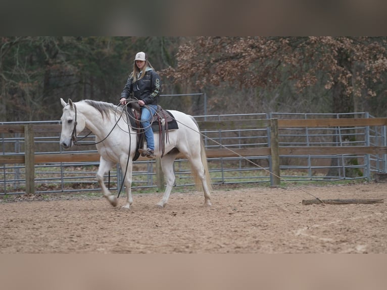 American Quarter Horse Wałach 11 lat 152 cm Siwa in Terrell, TX