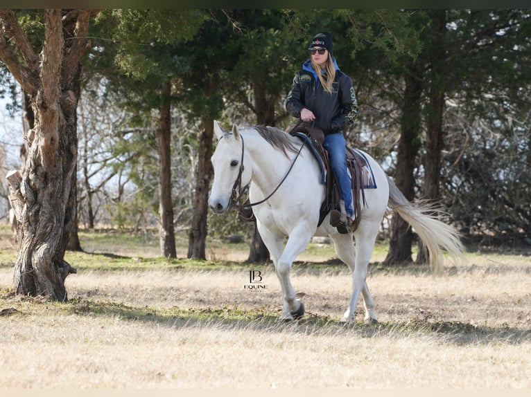 American Quarter Horse Wałach 11 lat 152 cm Siwa in Terrell, TX