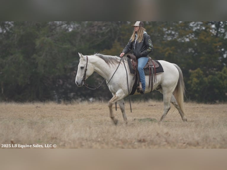 American Quarter Horse Wałach 11 lat 152 cm Siwa in Terrell, TX