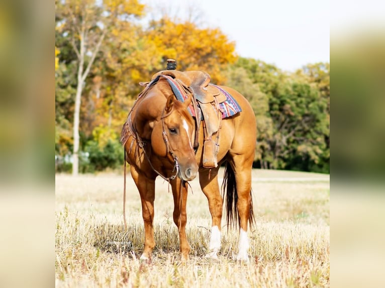 American Quarter Horse Wałach 11 lat 155 cm Bułana in Aguila, AZ