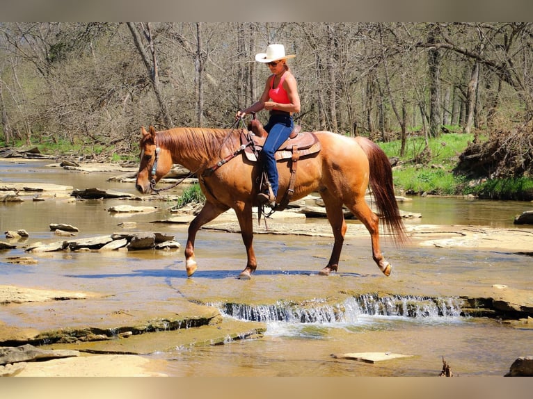 American Quarter Horse Wałach 11 lat 155 cm Bułana in Hillsboro KY