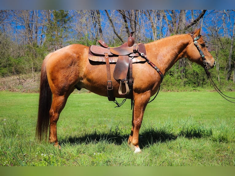 American Quarter Horse Wałach 11 lat 155 cm Bułana in Hillsboro KY