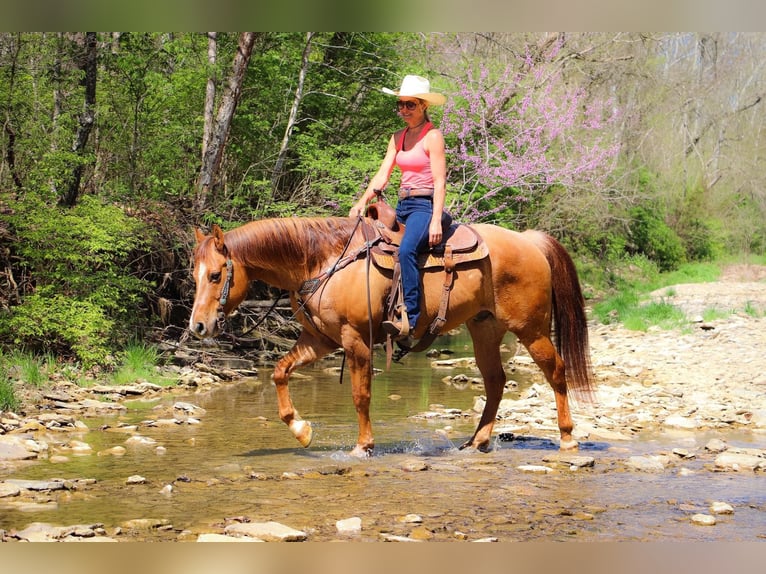 American Quarter Horse Wałach 11 lat 155 cm Bułana in Hillsboro KY