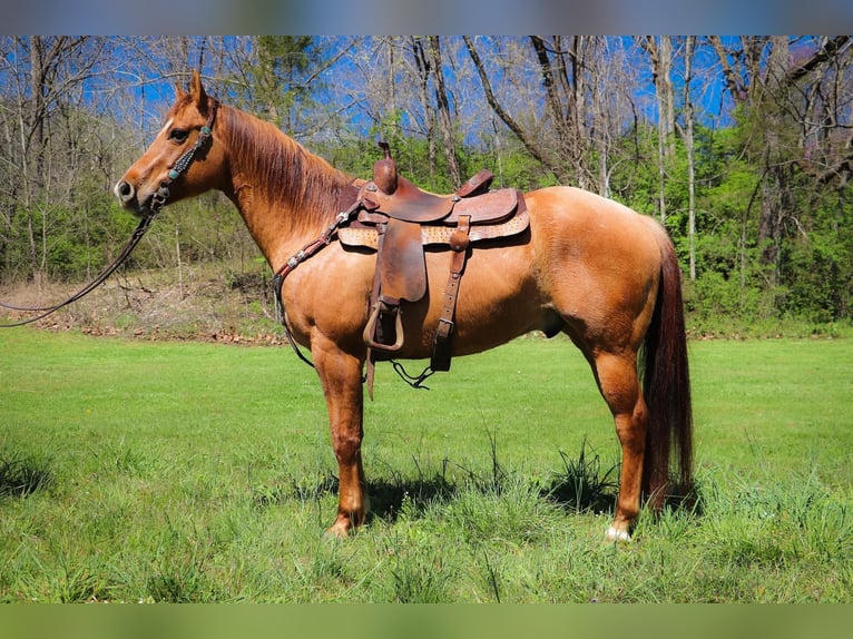 American Quarter Horse Wałach 11 lat 155 cm Bułana in Hillsboro KY