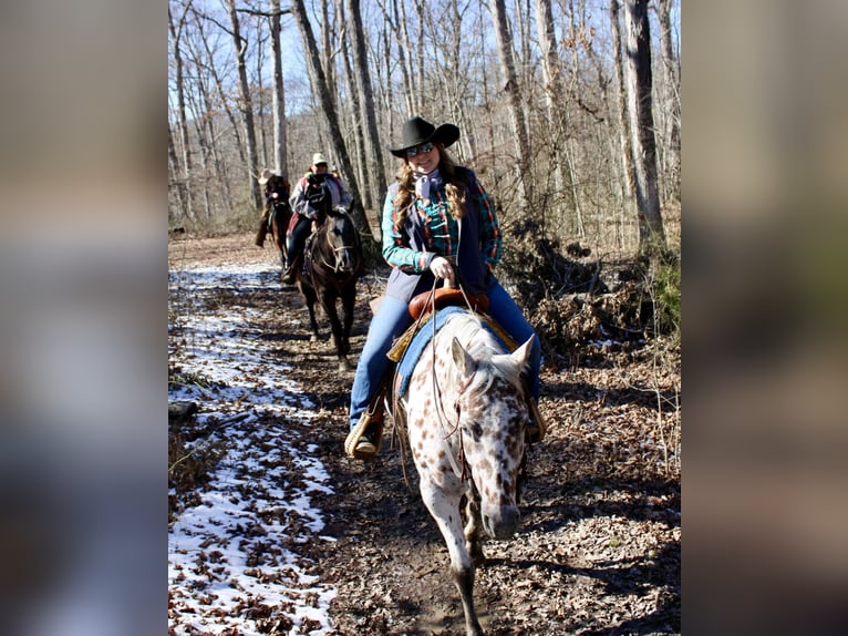 American Quarter Horse Wałach 11 lat 155 cm Ciemnokasztanowata in Borden IN