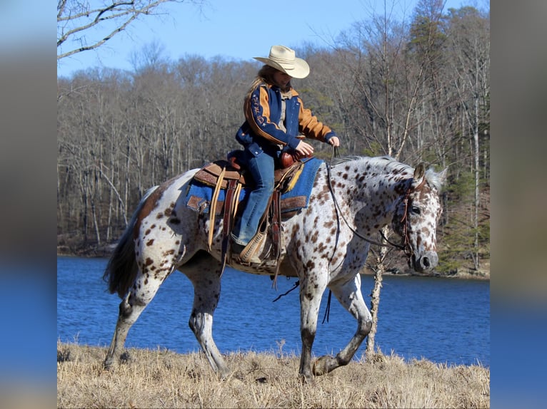 American Quarter Horse Wałach 11 lat 155 cm Ciemnokasztanowata in Borden IN