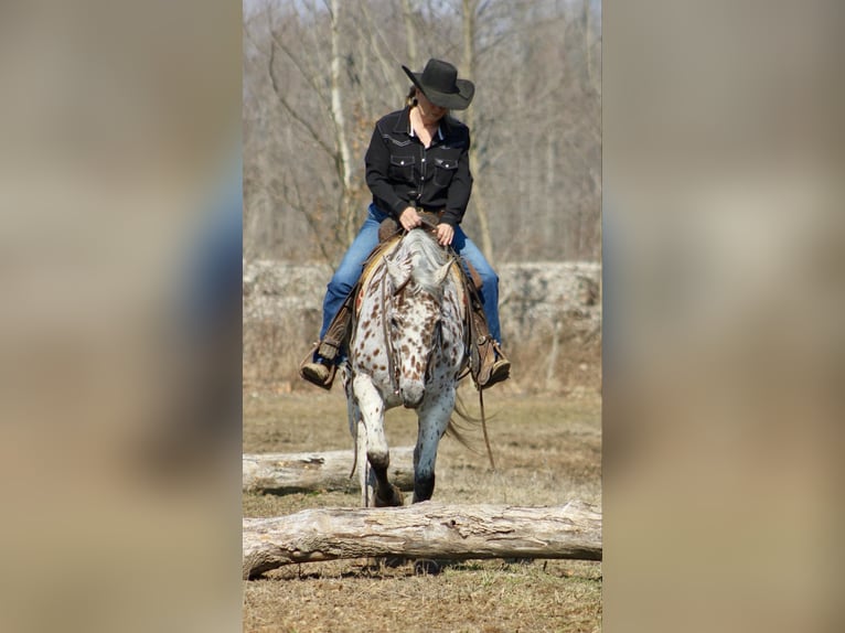 American Quarter Horse Wałach 11 lat 155 cm Ciemnokasztanowata in Borden IN