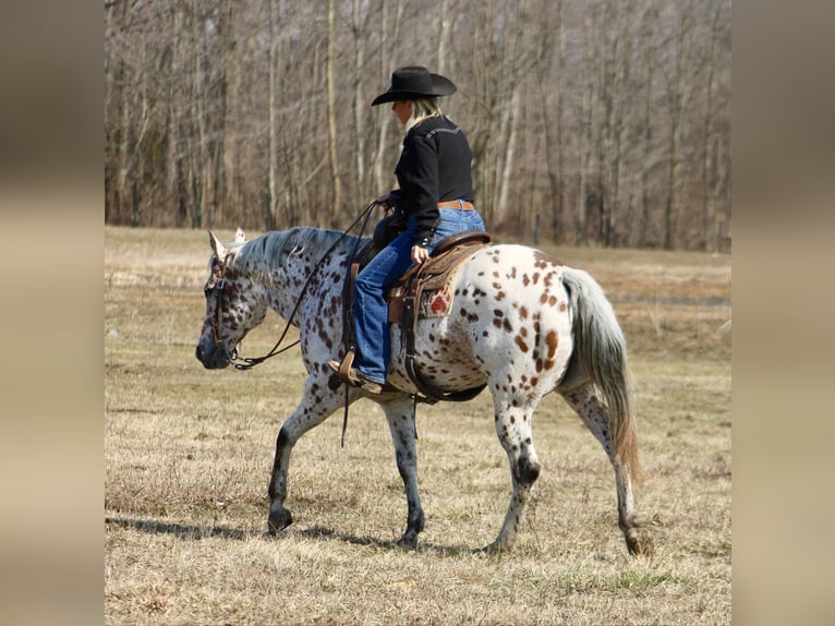 American Quarter Horse Wałach 11 lat 155 cm Ciemnokasztanowata in Borden IN