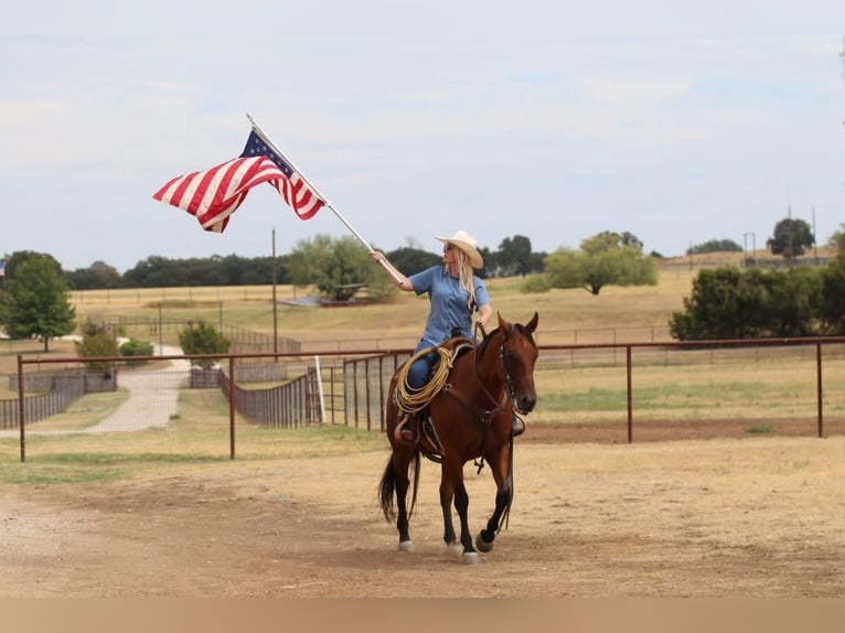 American Quarter Horse Wałach 11 lat 155 cm Gniada in Joshua, TX