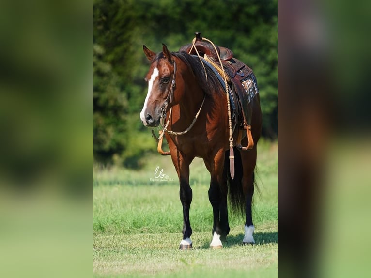 American Quarter Horse Mix Wałach 11 lat 155 cm Gniada in Terrell, TX