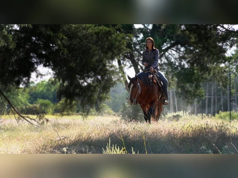 American Quarter Horse Mix Wałach 11 lat 155 cm Gniada in Terrell, TX