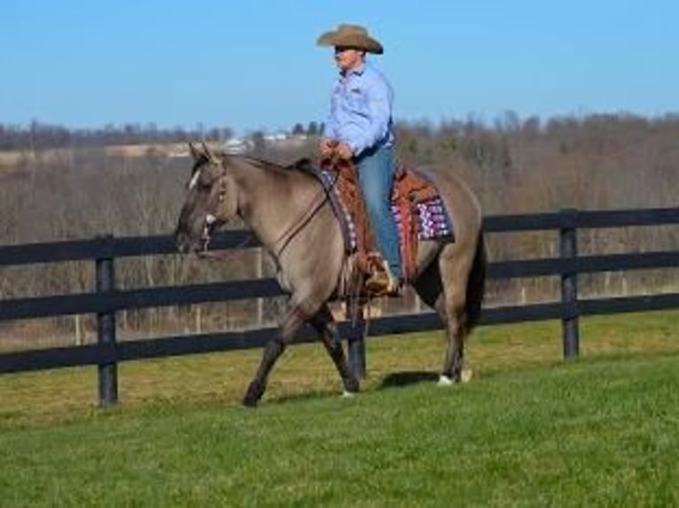 American Quarter Horse Wałach 11 lat 155 cm Grullo in Bovina MS