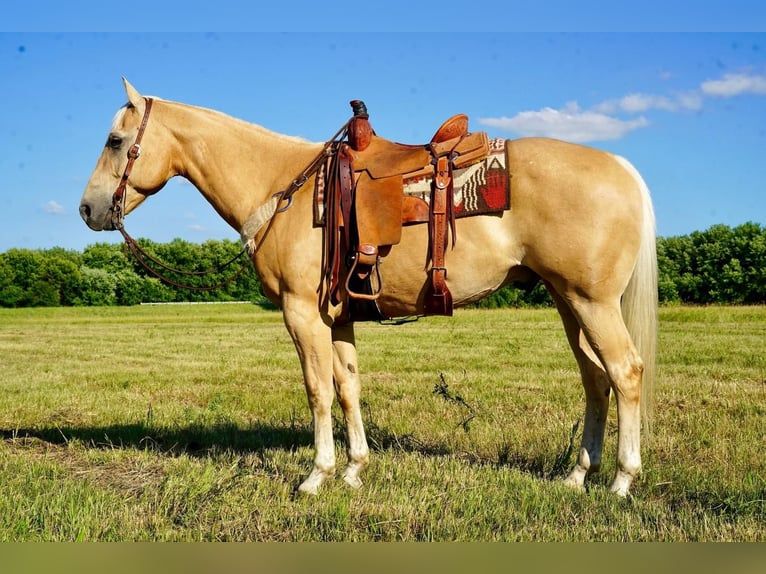 American Quarter Horse Wałach 11 lat 155 cm Izabelowata in Valley Springs, SD
