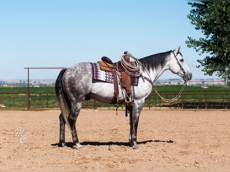 American Quarter Horse Wałach 11 lat 155 cm Siwa jabłkowita in Caldwell ID