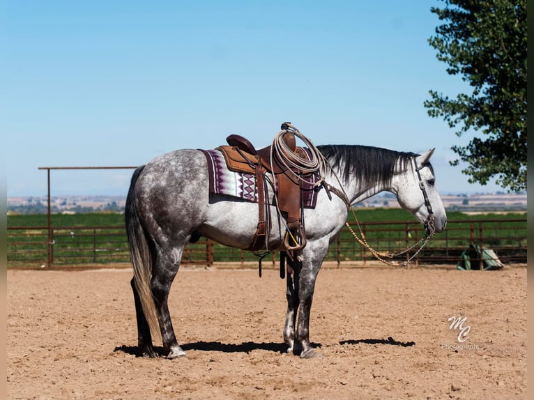 American Quarter Horse Wałach 11 lat 155 cm Siwa jabłkowita in Caldwell ID