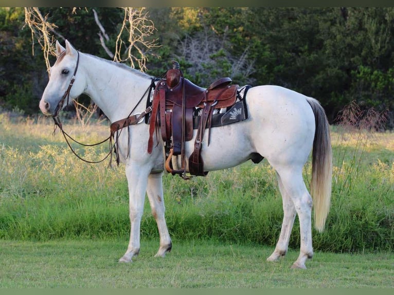 American Quarter Horse Wałach 11 lat 155 cm Siwa in Stephenville Tx