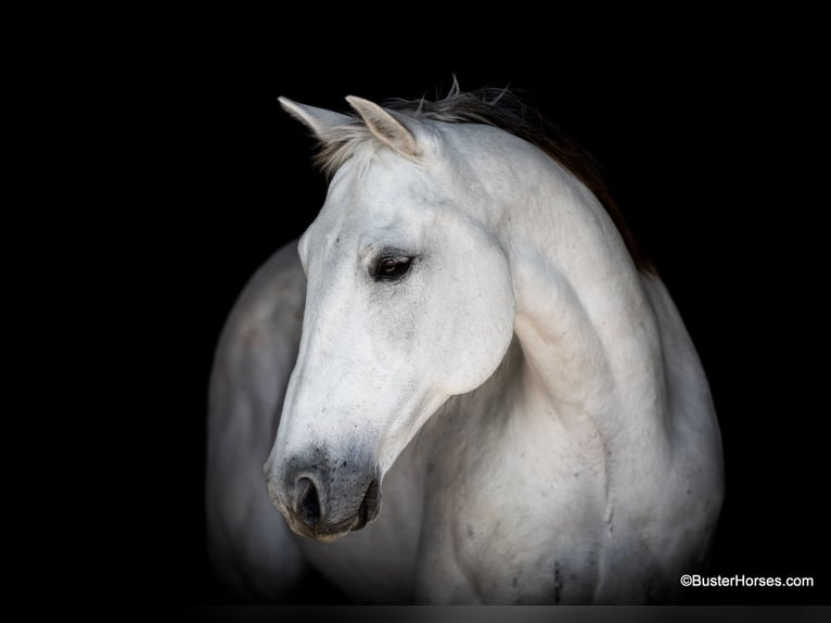 American Quarter Horse Wałach 11 lat 155 cm Siwa in Weatherford TX