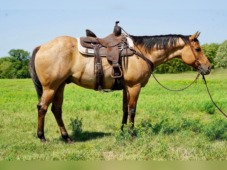 American Quarter Horse Wałach 11 lat 157 cm Bułana in Valley Springs, SD