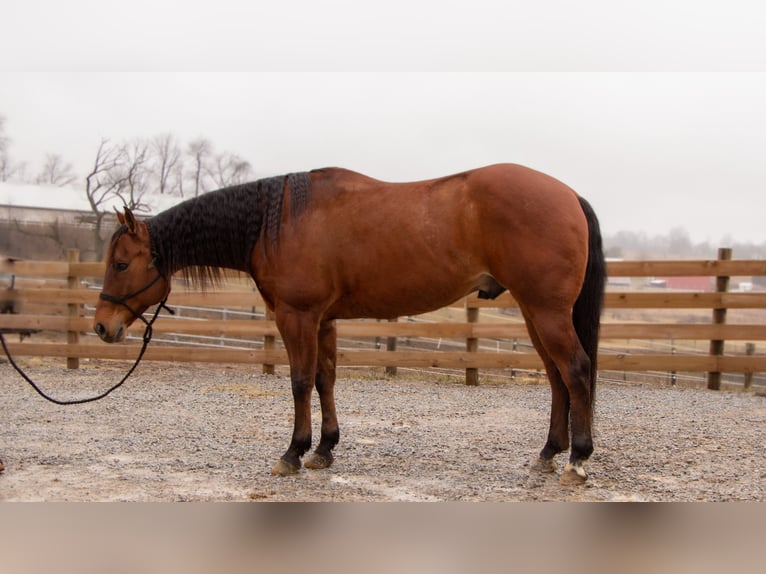 American Quarter Horse Wałach 11 lat 157 cm Gniada in Dundee