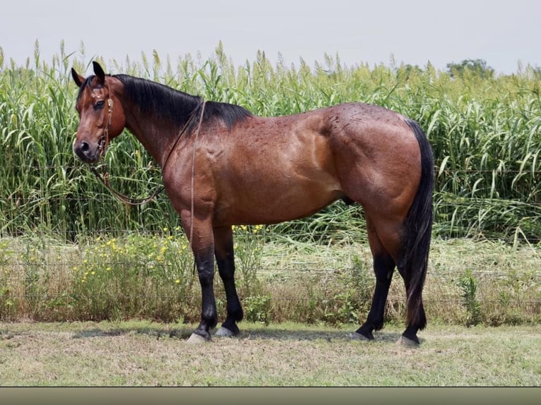 American Quarter Horse Wałach 11 lat 157 cm Gniadodereszowata in Morgan Mill TX