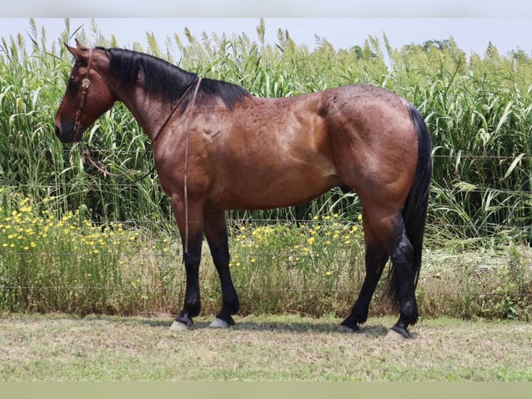 American Quarter Horse Wałach 11 lat 157 cm Gniadodereszowata in Morgan Mill TX