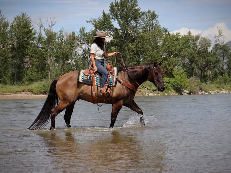 American Quarter Horse Wałach 11 lat 157 cm Grullo in Wendall ID