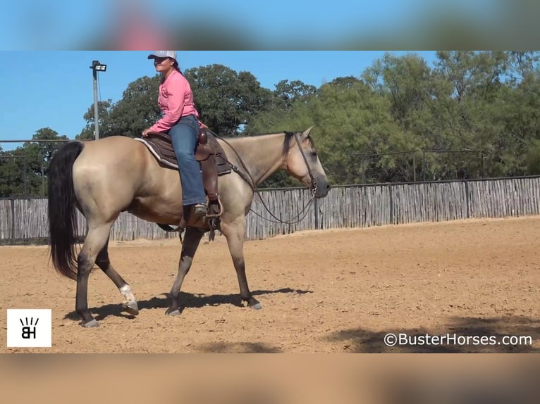 American Quarter Horse Wałach 11 lat 157 cm Jelenia in Weatherford TX