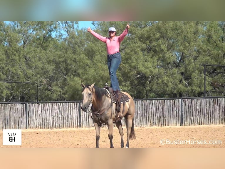American Quarter Horse Wałach 11 lat 157 cm Jelenia in Weatherford TX