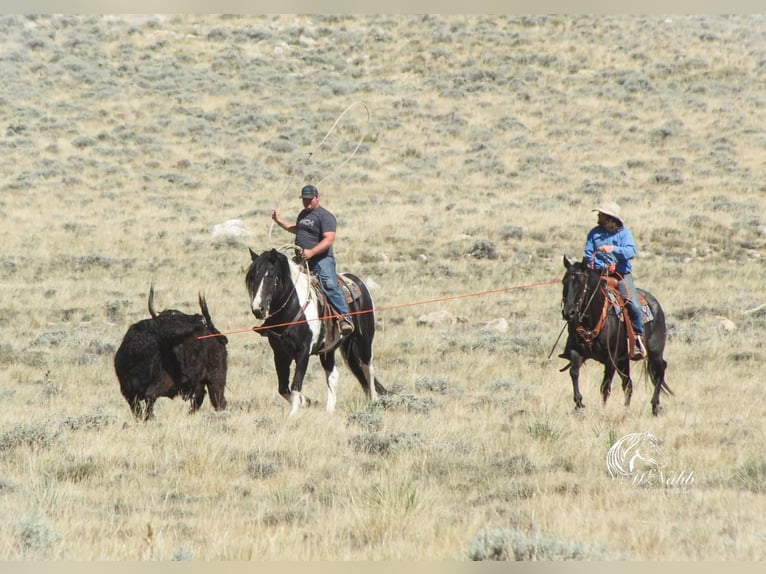 American Quarter Horse Wałach 11 lat 157 cm Karodereszowata in Cody, WY