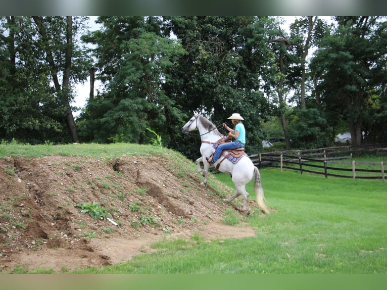 American Quarter Horse Wałach 11 lat 157 cm Siwa jabłkowita in Highland MI