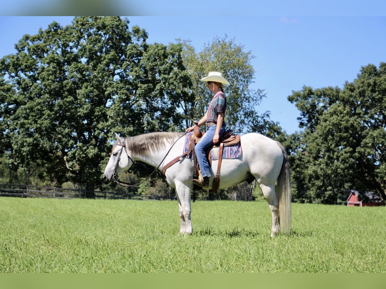 American Quarter Horse Wałach 11 lat 157 cm Siwa jabłkowita in Highland MI