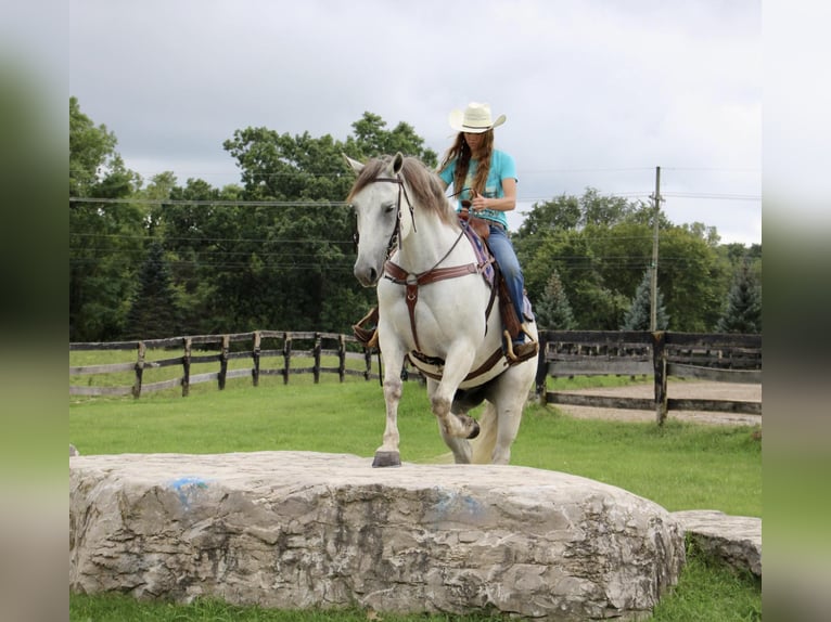 American Quarter Horse Wałach 11 lat 157 cm Siwa jabłkowita in Highland MI