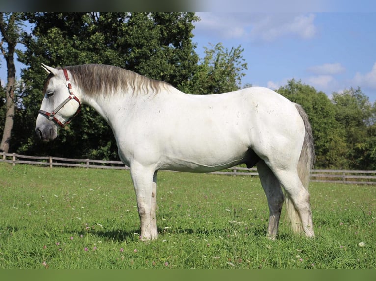 American Quarter Horse Wałach 11 lat 157 cm Siwa jabłkowita in Highland MI