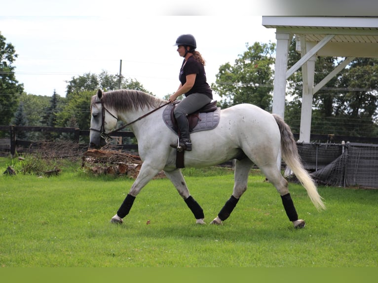 American Quarter Horse Wałach 11 lat 157 cm Siwa jabłkowita in Highland MI