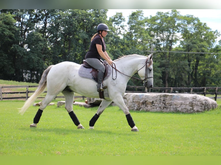 American Quarter Horse Wałach 11 lat 157 cm Siwa jabłkowita in Highland MI