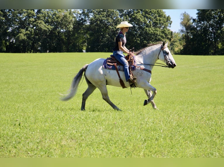 American Quarter Horse Wałach 11 lat 157 cm Siwa jabłkowita in Highland MI