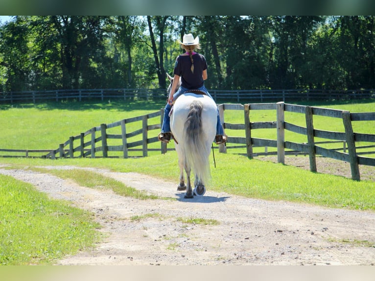 American Quarter Horse Wałach 11 lat 157 cm Siwa in Howell MI