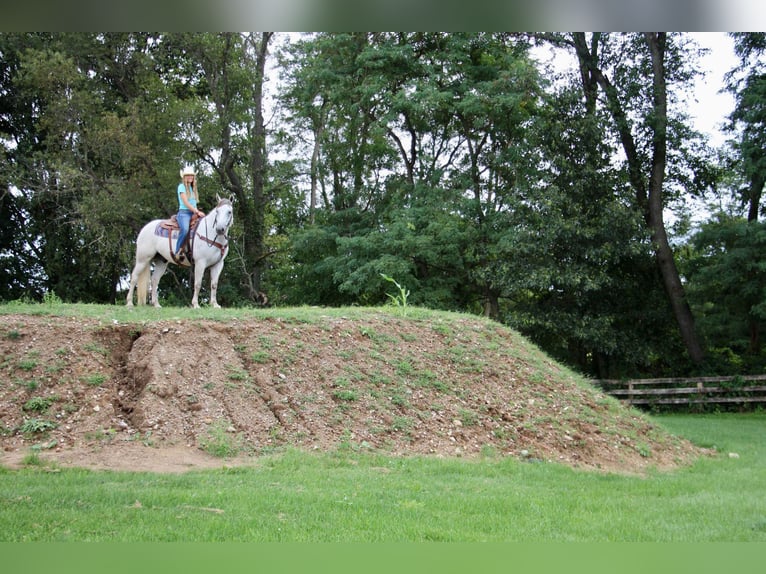 American Quarter Horse Wałach 11 lat 157 cm Siwa in Howell MI