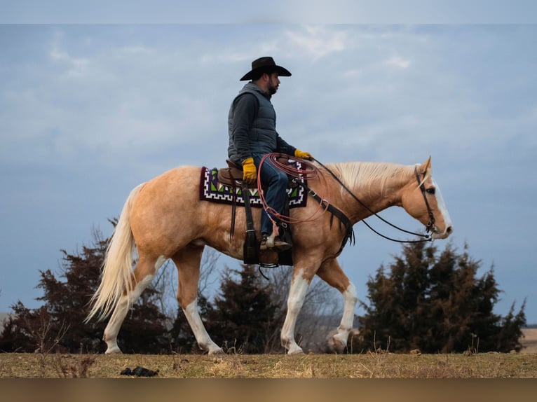 American Quarter Horse Wałach 11 lat 160 cm Izabelowata in Bernard IA