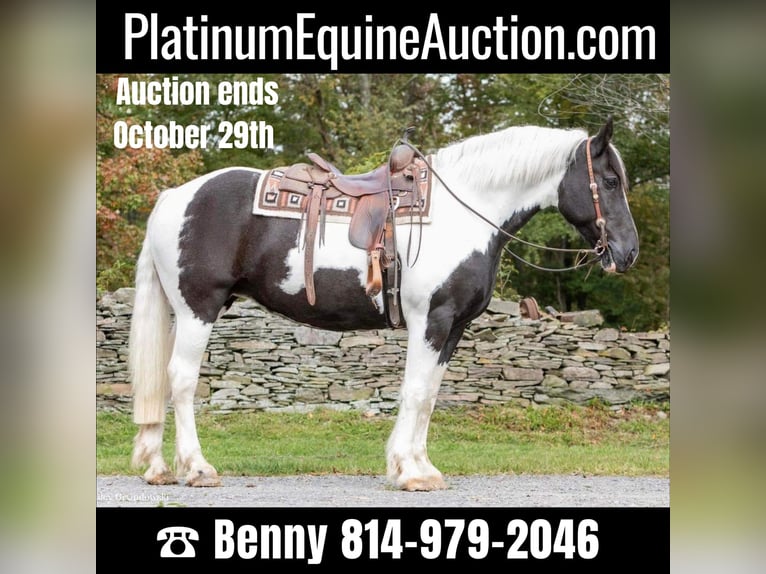 American Quarter Horse Wałach 11 lat 160 cm Tobiano wszelkich maści in Everett PA