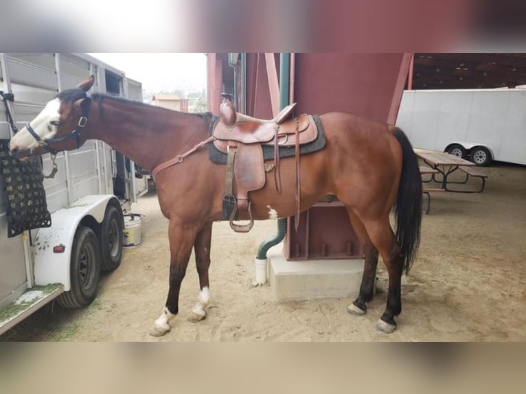 American Quarter Horse Wałach 11 lat 163 cm Gniada in Whitley City