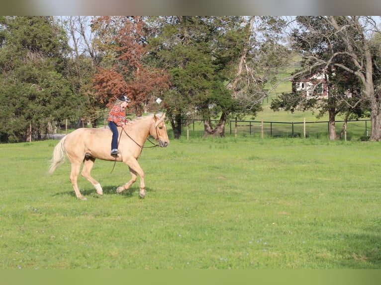 American Quarter Horse Wałach 11 lat 163 cm Izabelowata in Joshua, TX