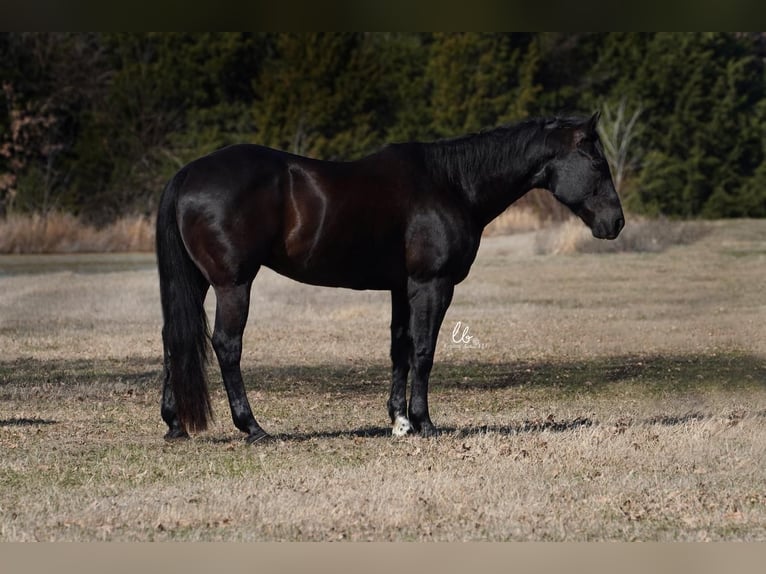 American Quarter Horse Wałach 11 lat 163 cm Kara in Terrell, TX